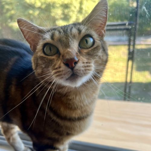 Nancy - Domestic Short Hair (DSH) Cat