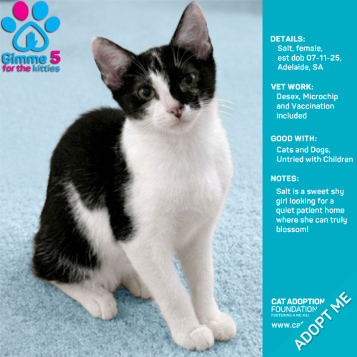 Salt - Domestic Short Hair (DSH) Cat