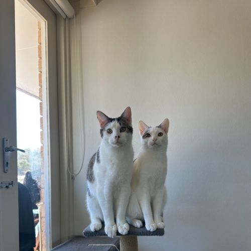 Ray & Chia  - Domestic Short Hair (DSH) Cat