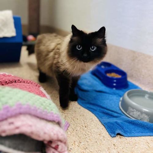 Morgan - Ragdoll Cat