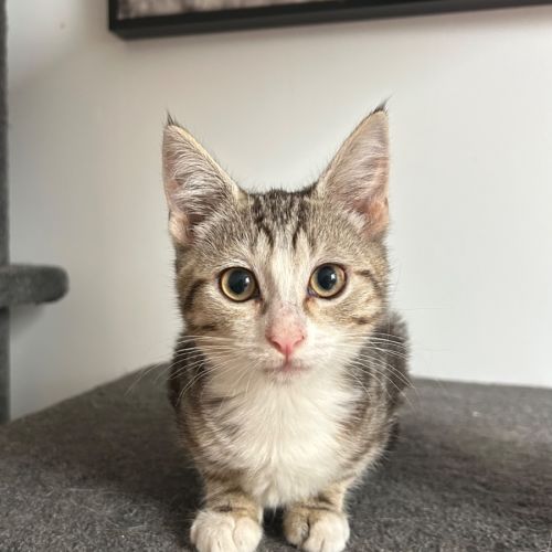 Muriel  - Domestic Short Hair (DSH) Cat