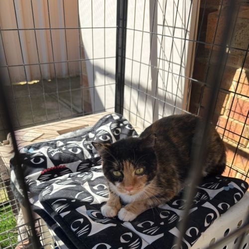 Cleo - Domestic Short Hair (DSH) Cat