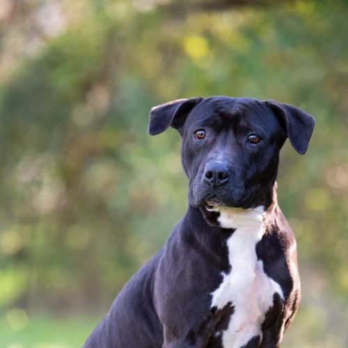 Roxy - Staffy Dog
