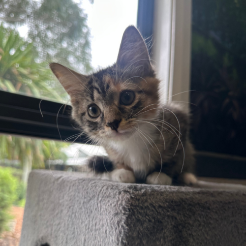 Pixel - Domestic Short Hair (DSH) Cat