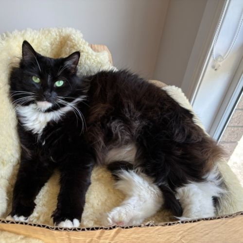 Penelope (Penny)  - Domestic Long Hair (DLH) Cat
