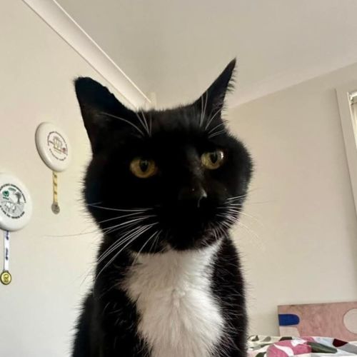 Socks  - Domestic Short Hair (DSH) Cat