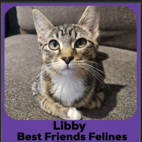 Libby  - Domestic Short Hair (DSH) Cat