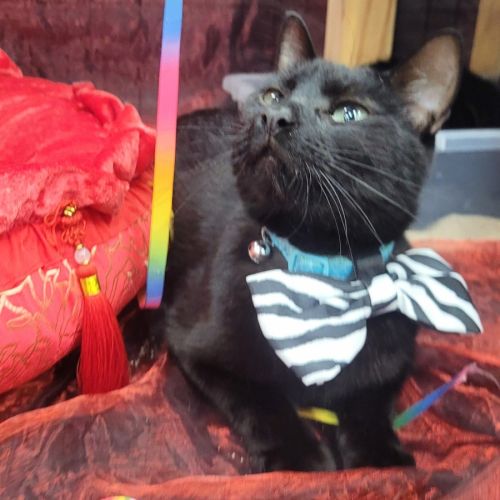 Salem  - Domestic Short Hair (DSH) Cat