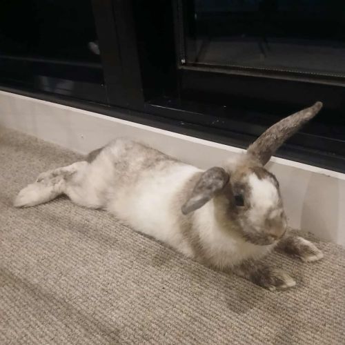 Kira - Cinnamon Rabbit