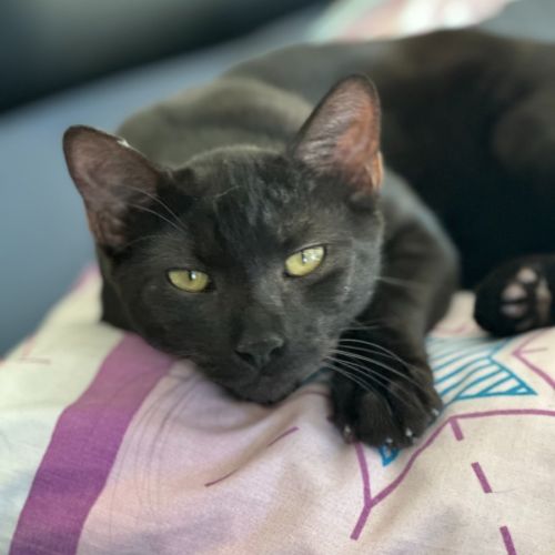 Myles the Black Panther - Domestic Short Hair (DSH) Cat