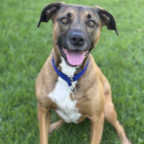 Froggy - Mixed breed Dog