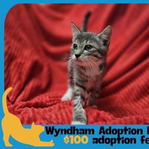 Georgia - Domestic Short Hair Cat