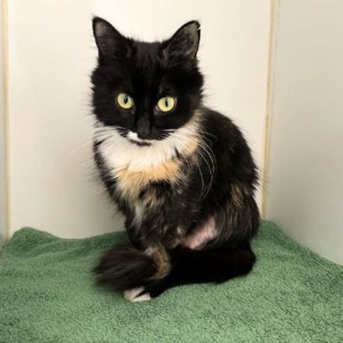 Persephone - Domestic Short Hair Cat