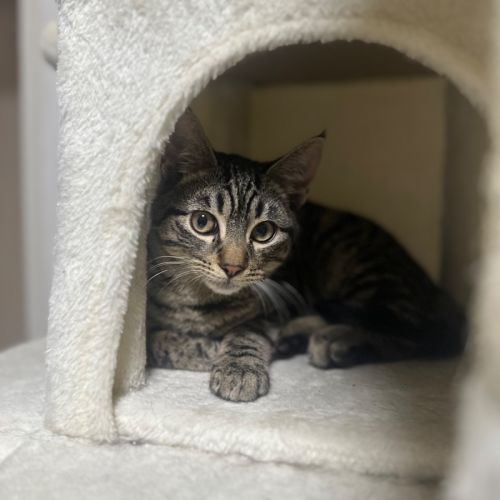 Lyle the playful tabby - Domestic Short Hair (DSH) Cat
