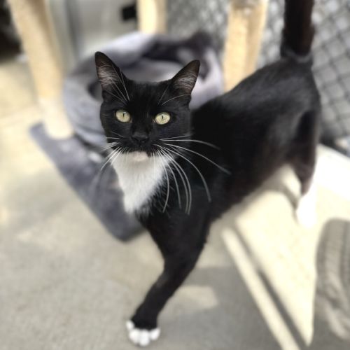 Cassie - Domestic Short Hair (DSH) Cat