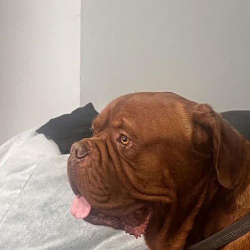 Bosco - Dogue de Bordeaux Dog