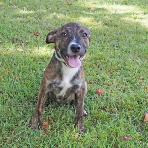 Paris - Australian Kelpie Dog