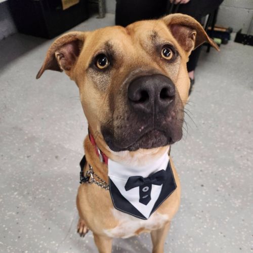 Griffin - Mastiff Dog