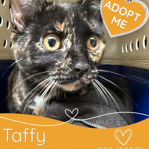 Taffy - Domestic Short Hair (DSH) Cat