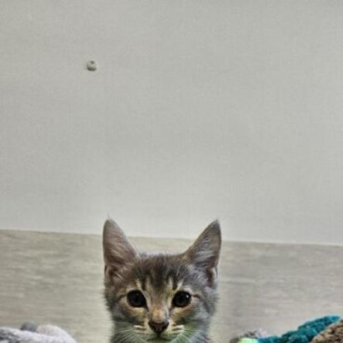 Dutch - Domestic Short Hair (DSH) Cat