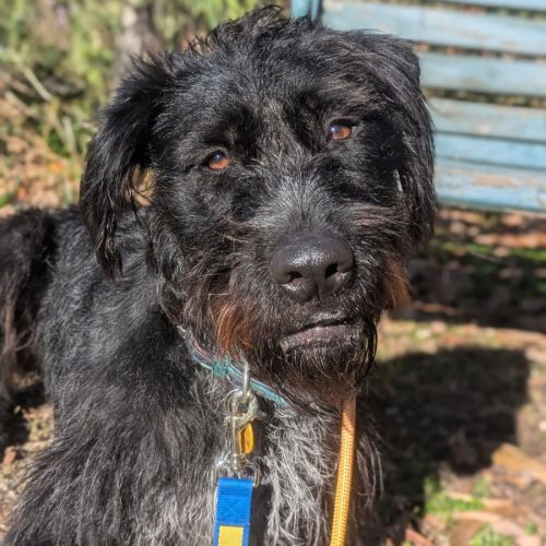 Donny - Irish Wolfhound Dog
