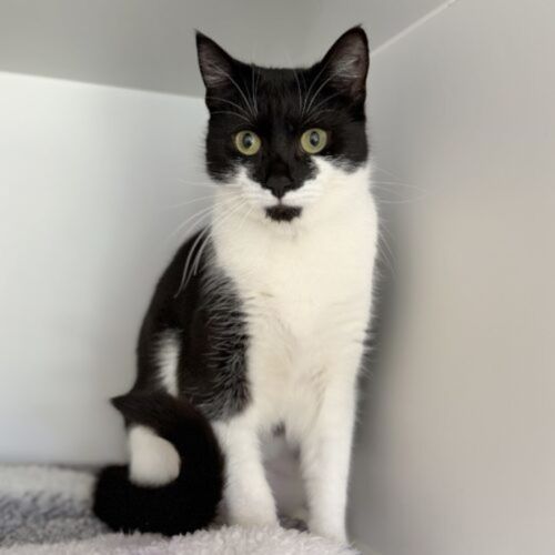 Coco - Domestic Short Hair (DSH) Cat