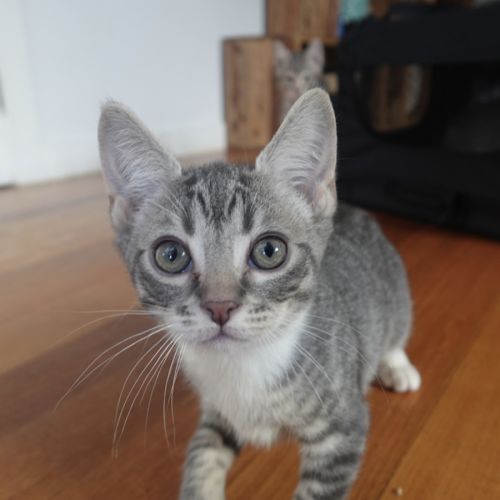 Sarabi - Domestic Short Hair (DSH) Cat