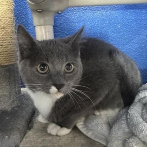 Kitty - Domestic Short Hair Cat