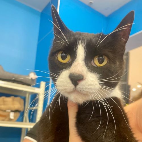 Tom - Domestic Short Hair (DSH) Cat