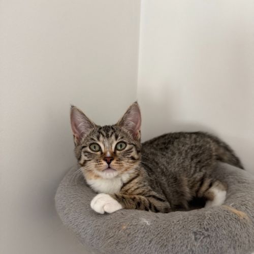 WiFi - Domestic Short Hair (DSH) Cat