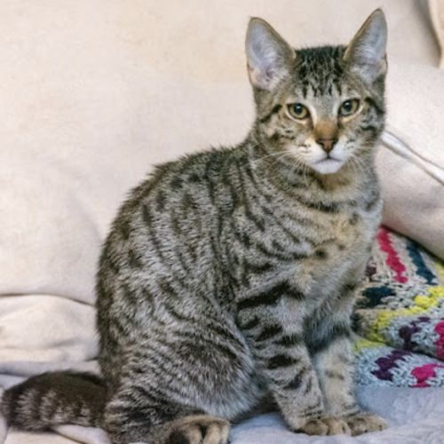 Abacus - Domestic Short Hair (DSH) Cat