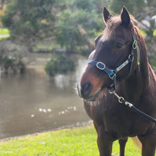 Harvey - Quarter Horse