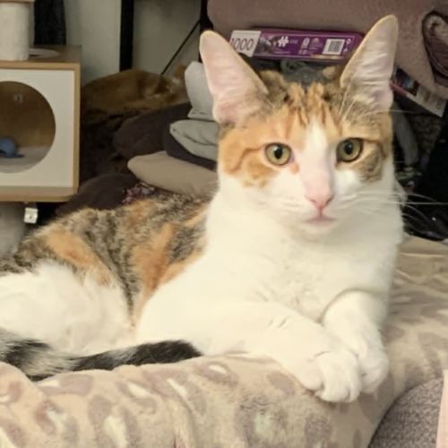 Dottie - Domestic Short Hair (DSH) Cat