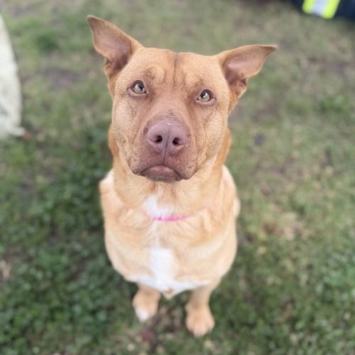 Nala imp 1712 - American Staffordshire Terrier Dog