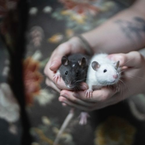 Seagull and Roach -  Rat