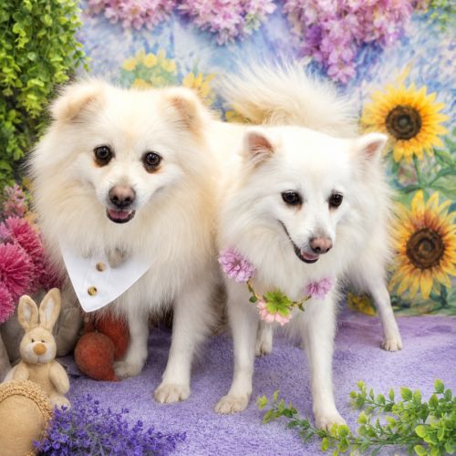 Winter & Spring - Japanese Spitz Dog