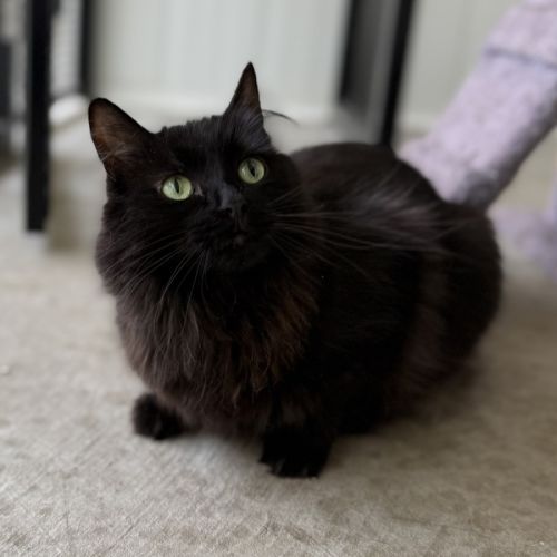 Figgy - Domestic Medium Hair (DMH) Cat
