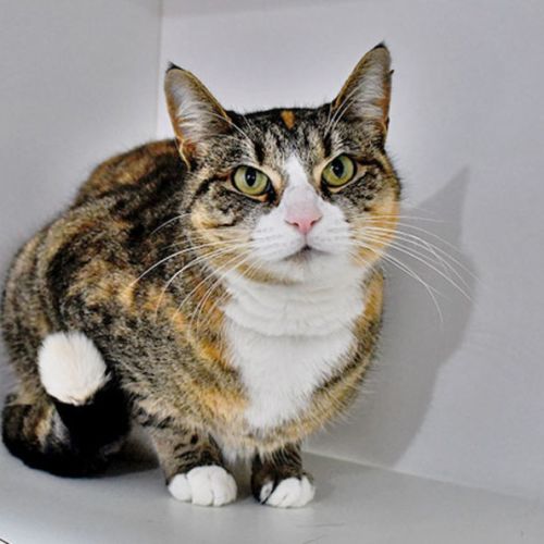 Kit Kat - Domestic Short Hair (DSH) Cat
