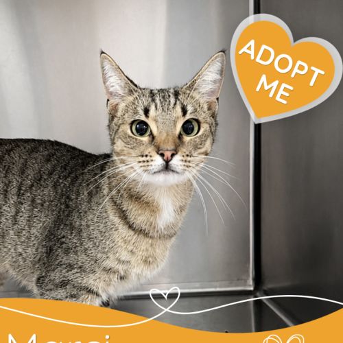 Marci - Domestic Short Hair (DSH) Cat