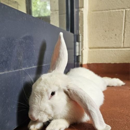 Florence - New Zealand White Rabbit