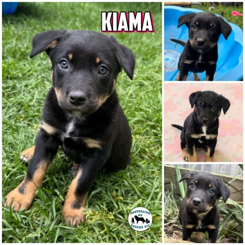 Kiama - Australian Kelpie Dog