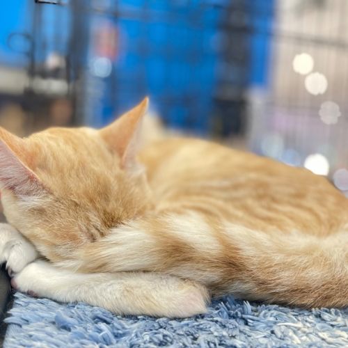 Sunny - Domestic Short Hair (DSH) Cat