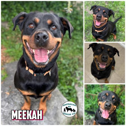 Meekah  - Rottweiler Dog