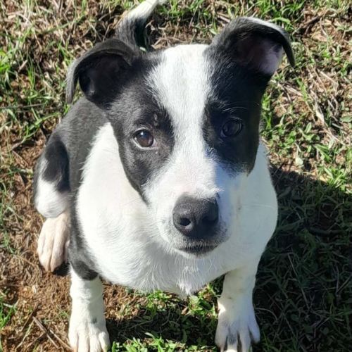 Maxi - Australian Cattle Dog x Staffordshire Bull Terrier Dog