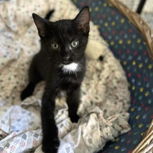 Maple - Domestic Medium Hair (DMH) Cat