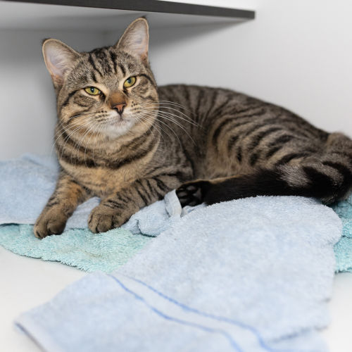 Titan - Domestic Short Hair Cat