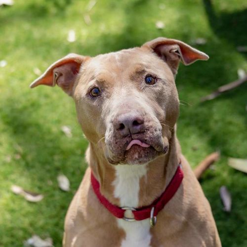 Moss - American Staffordshire Terrier Dog