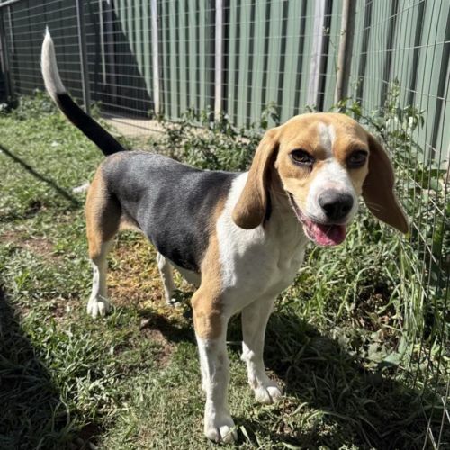 Pippay - Beagle Dog