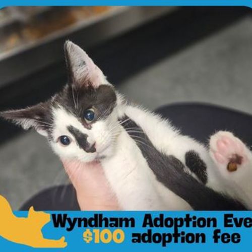 Moo Moo - Domestic Short Hair Cat