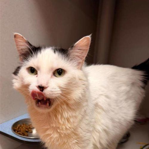 Daisy - Domestic Short Hair (DSH) Cat